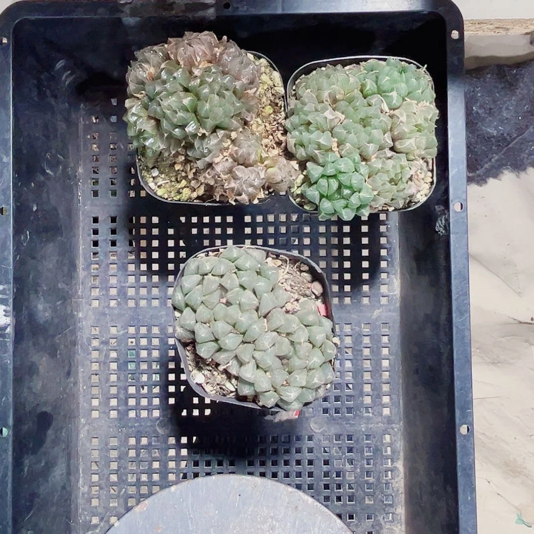 特价玉露新手好养