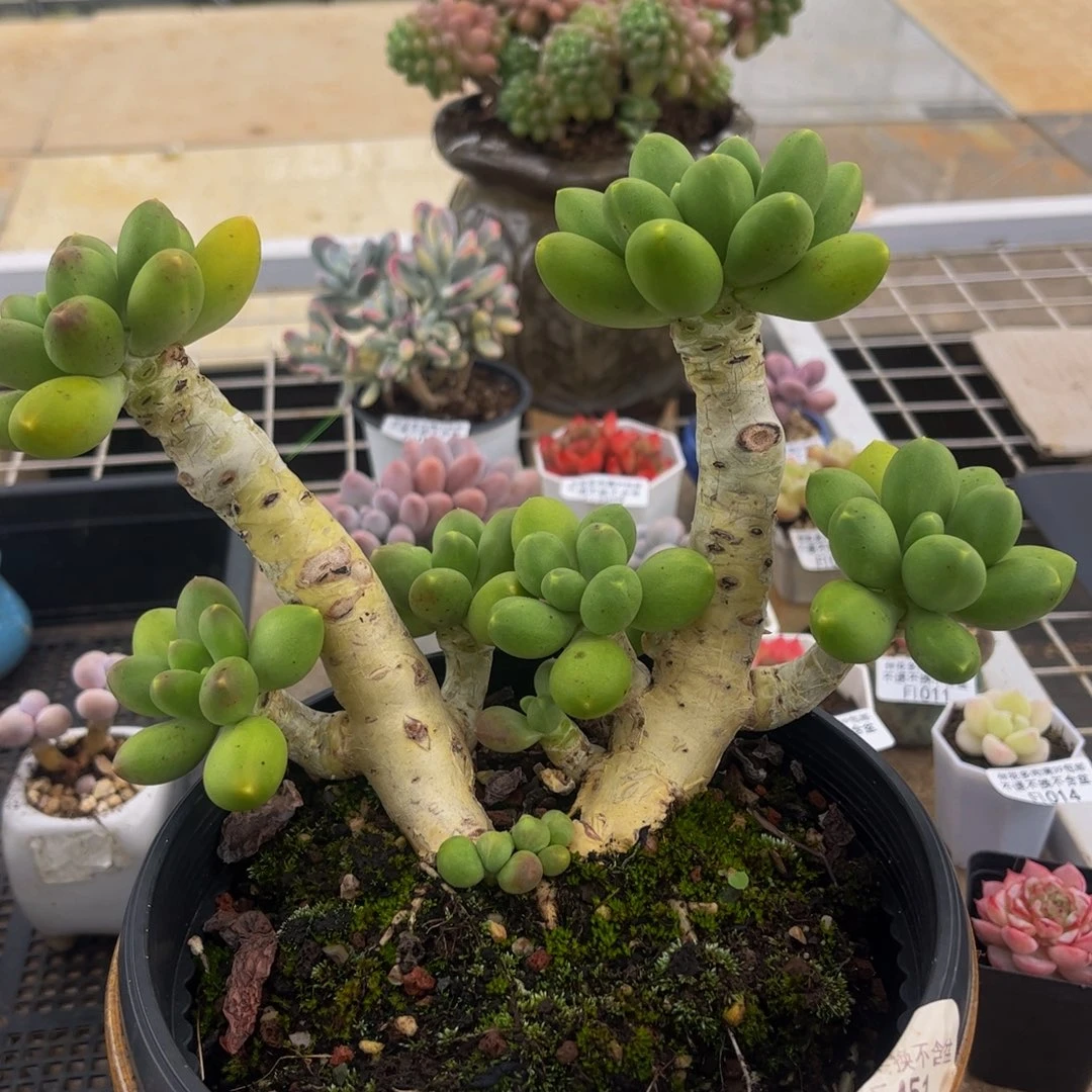 021-老桩金蟾多肉17cm