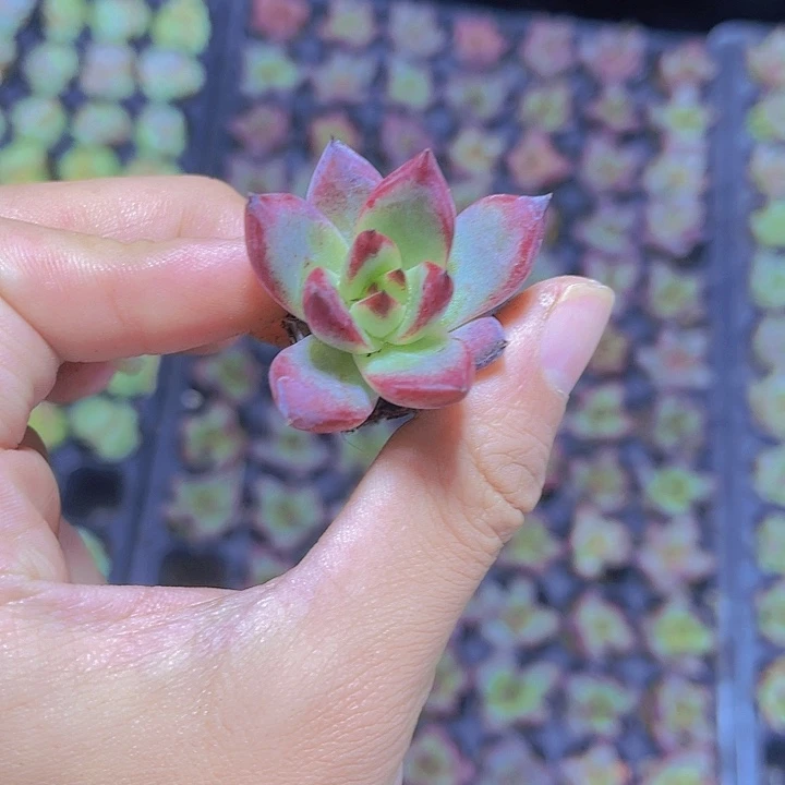 精品罗卡多肉植物