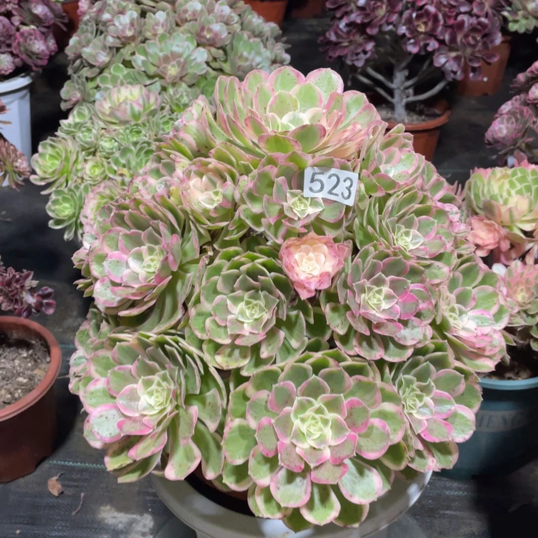 孔雀翎老桩多肉植物
