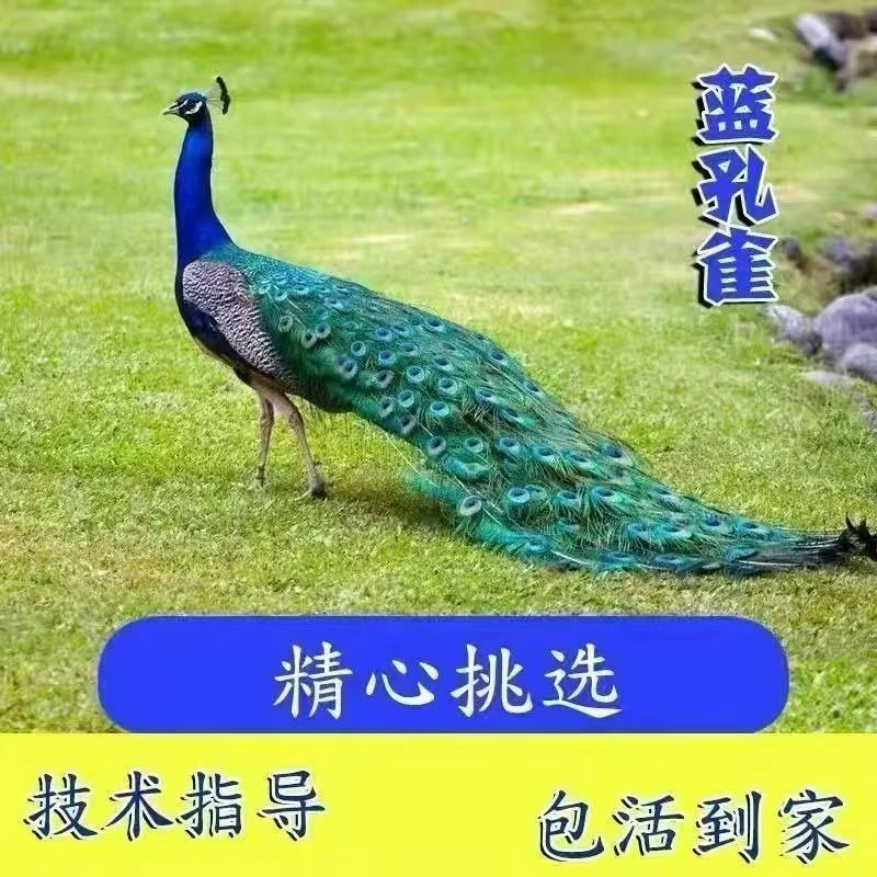 青年 蓝孔 雀 观赏 宠物活体 宠物鸡