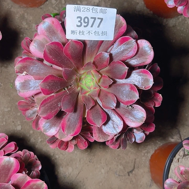 3977美杜莎多肉植物