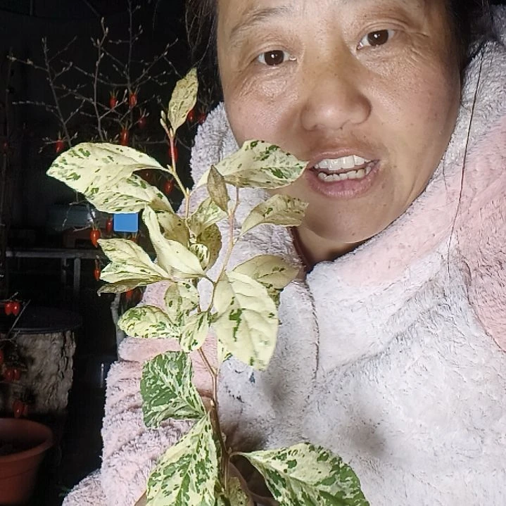 海***风无花朵155555555155