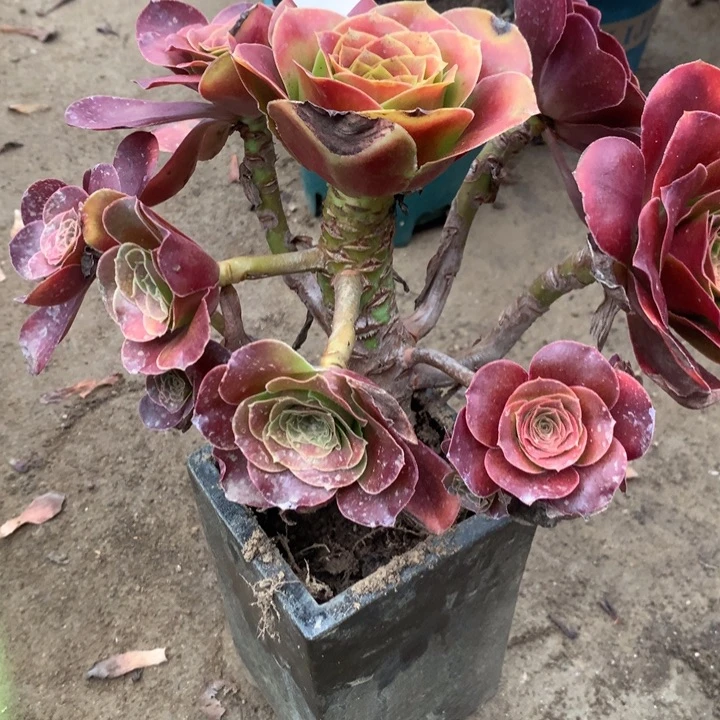 1422玫瑰多肉植物特价