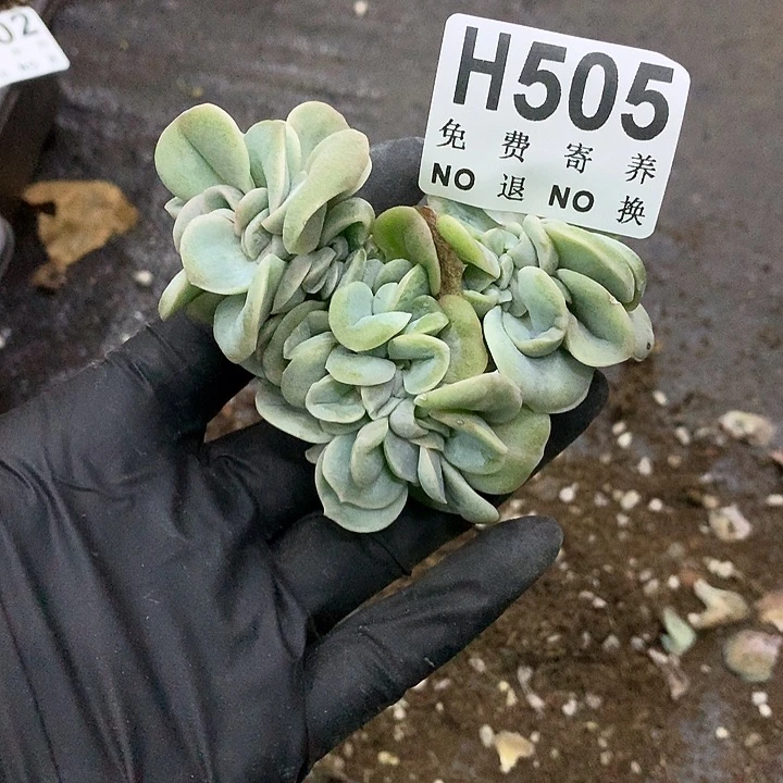 可爱玫瑰缀化 非偏远38包邮 节后发