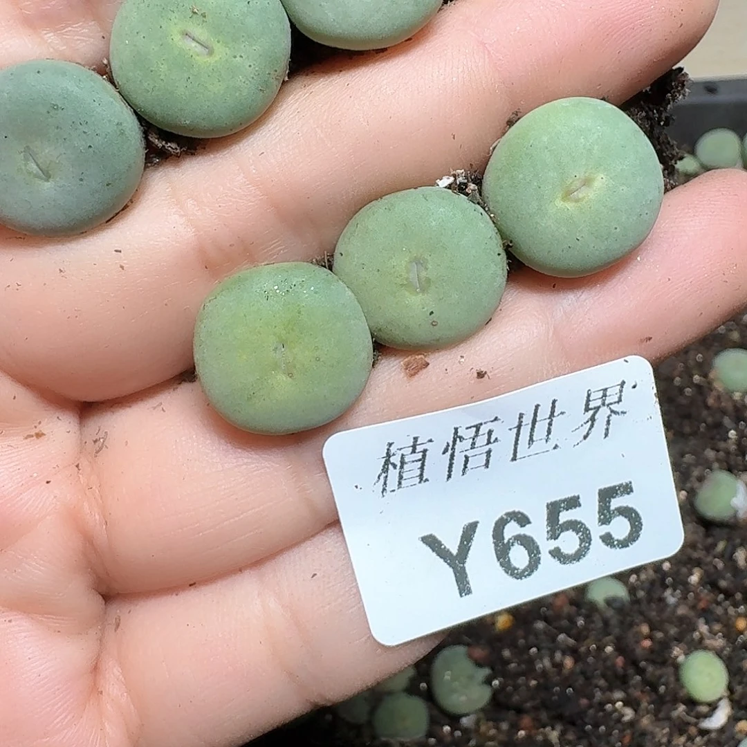 655号多肉植物哇d f