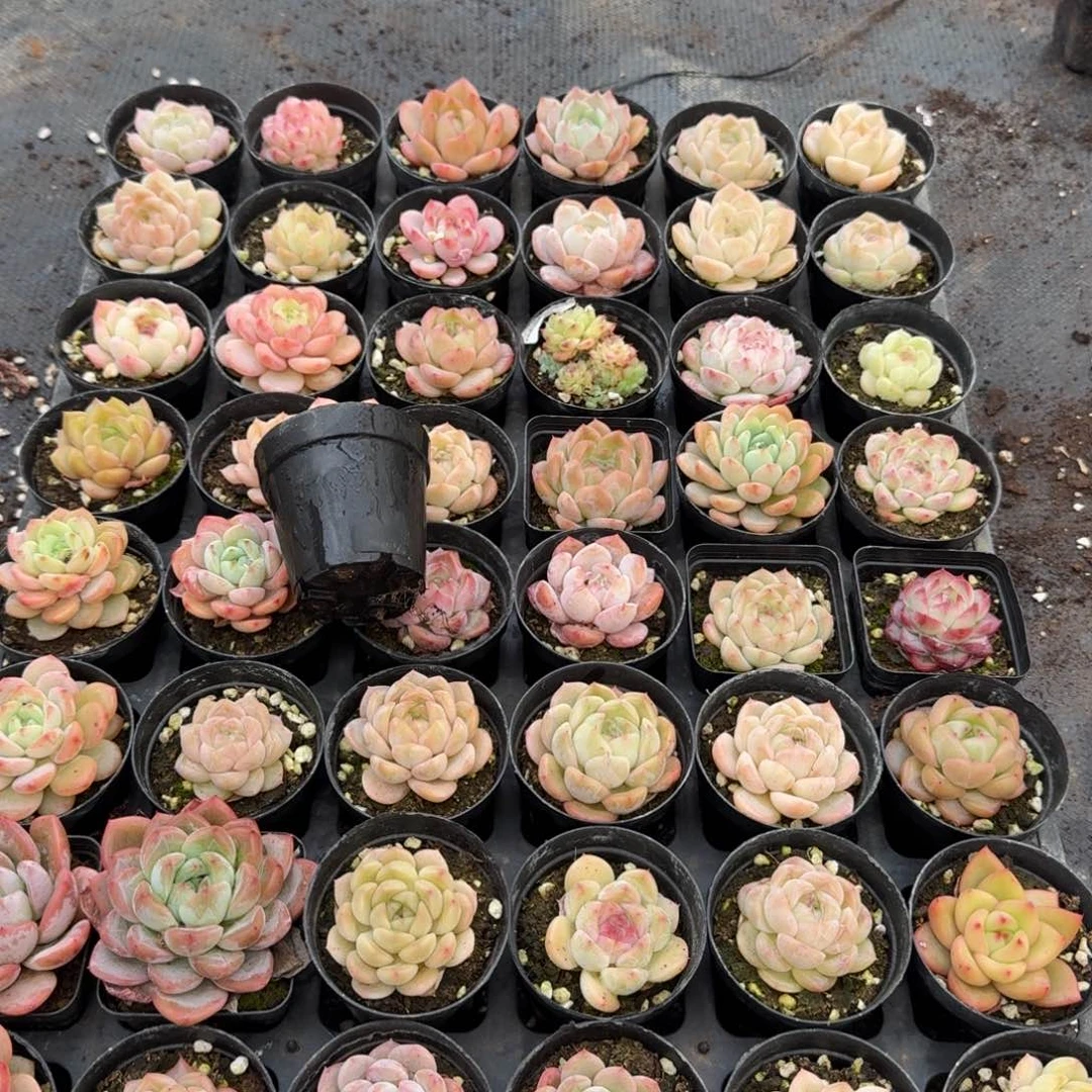 多肉杂交一物一拍17-19