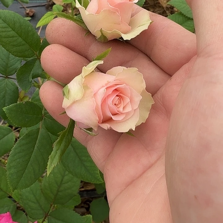 无花朵粉色梦境小苗
