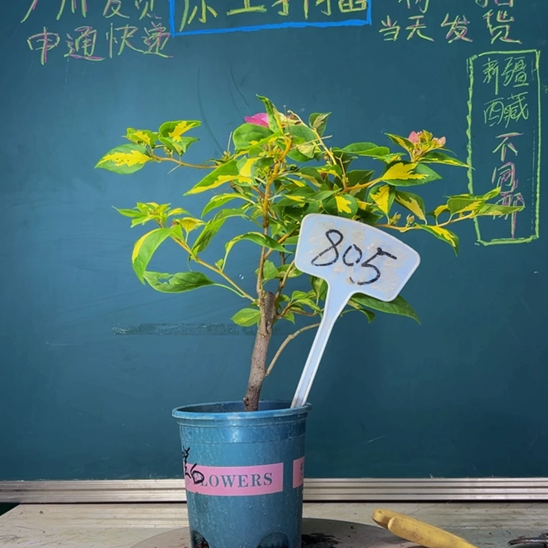当前无花栽培后可以开花福利 金心橙白  粗杆  805