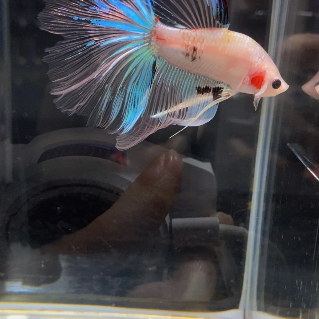 斗鱼326巨斗半月1