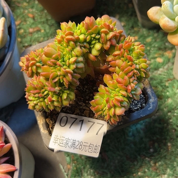 幸运儿的一个好消息是