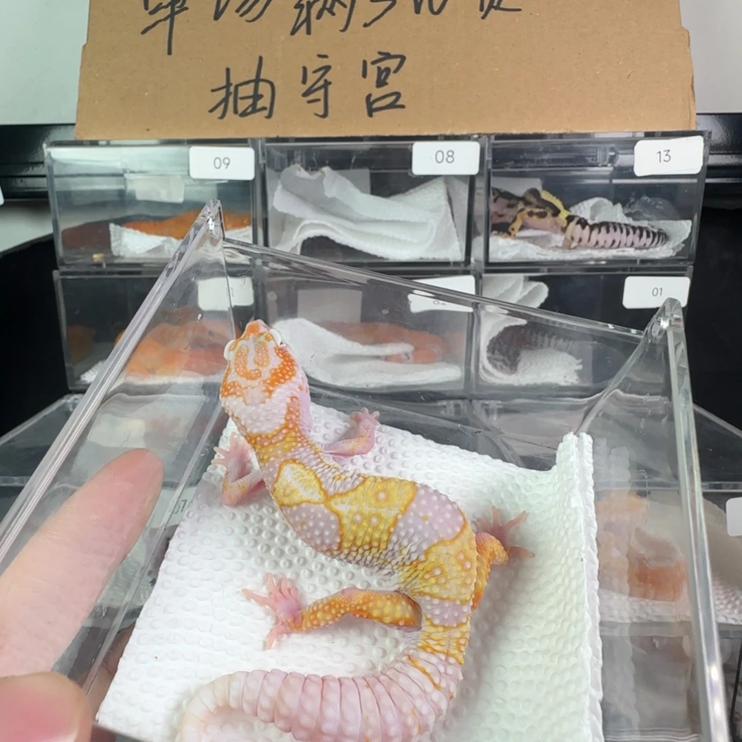 豹纹守宫白黄雪花蜡笔暴龙弟弟