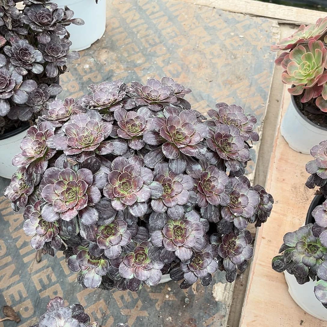 花无缺花无缺hhhh