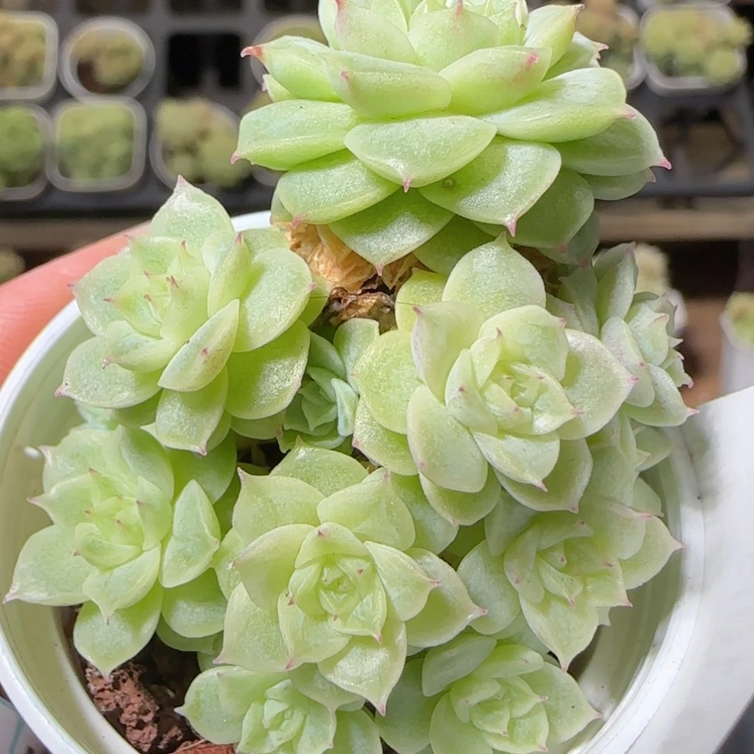 花语逸镜1026-120麦秆散