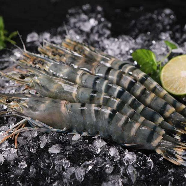 【虾类】湛江黑虎虾 充氧活发精品