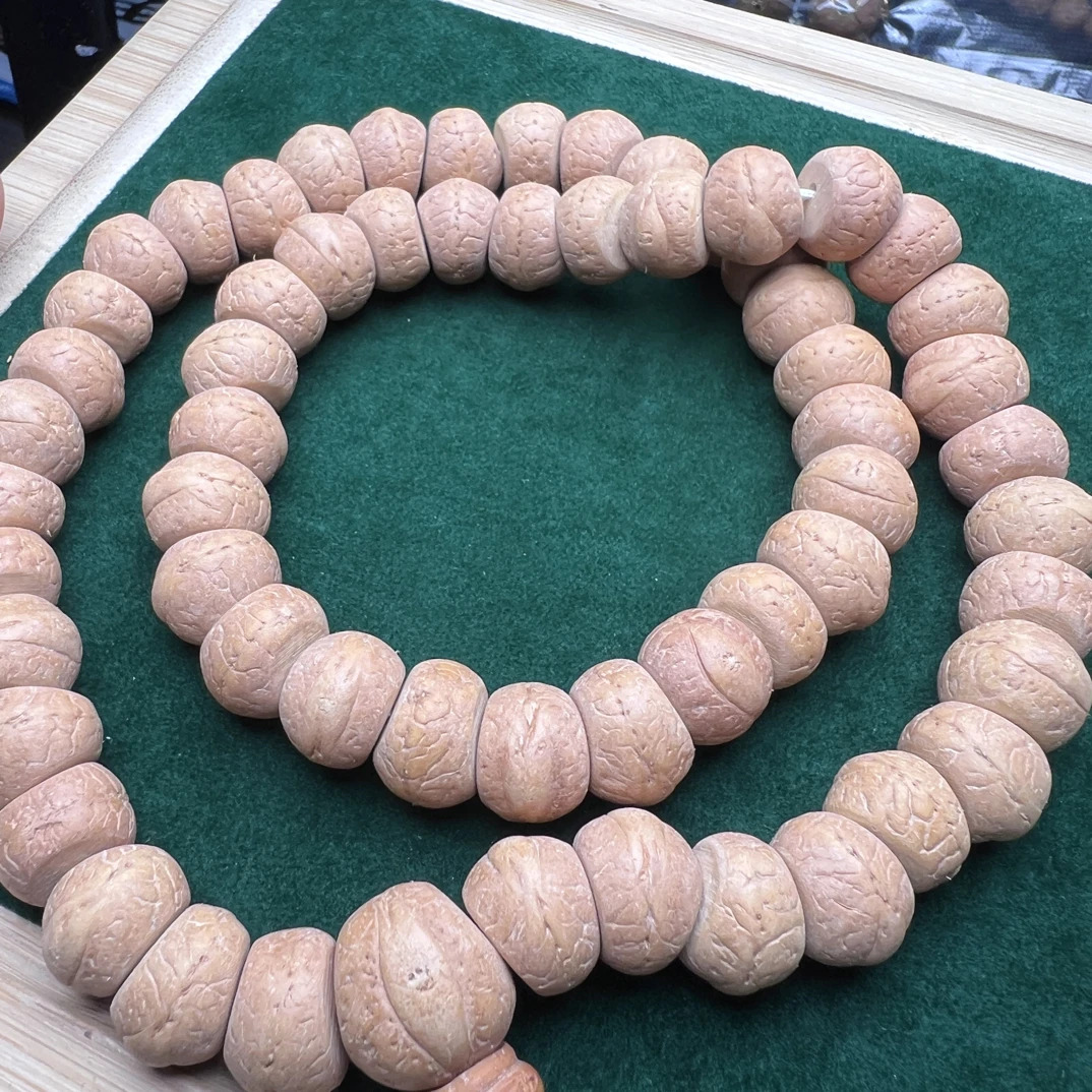 25年新籽，单舱籽大肠，13mm60颗籽，同树，皮质细