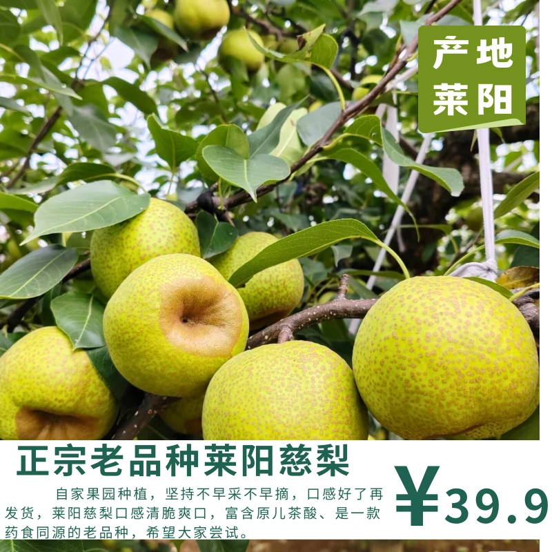 【梨嫂专属】自家果园正宗莱阳慈梨中大果4～4.5斤6枚果申通快递
