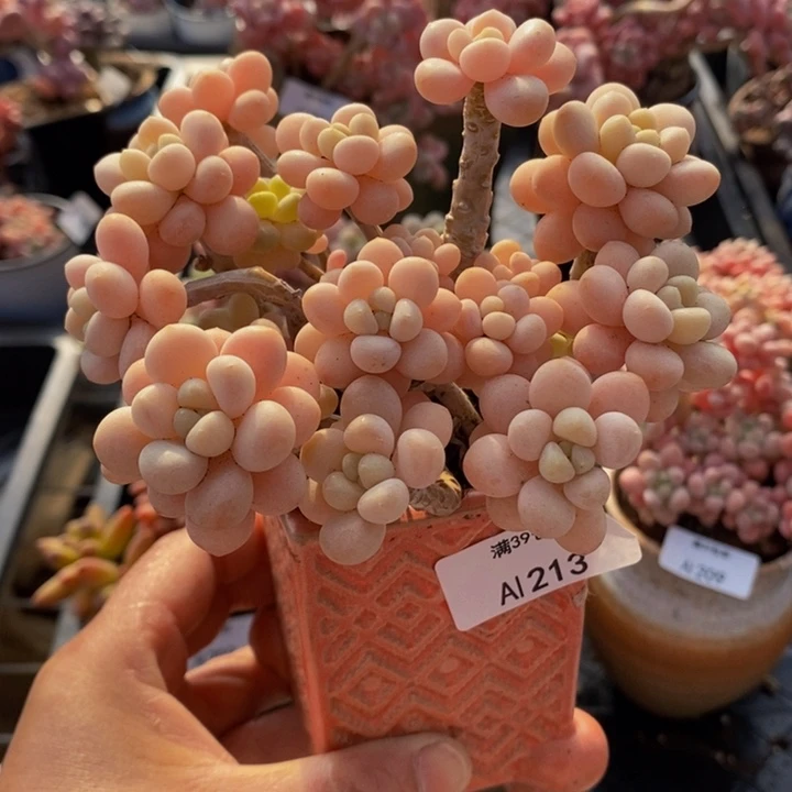 洛可可老桩11cm213多肉植物