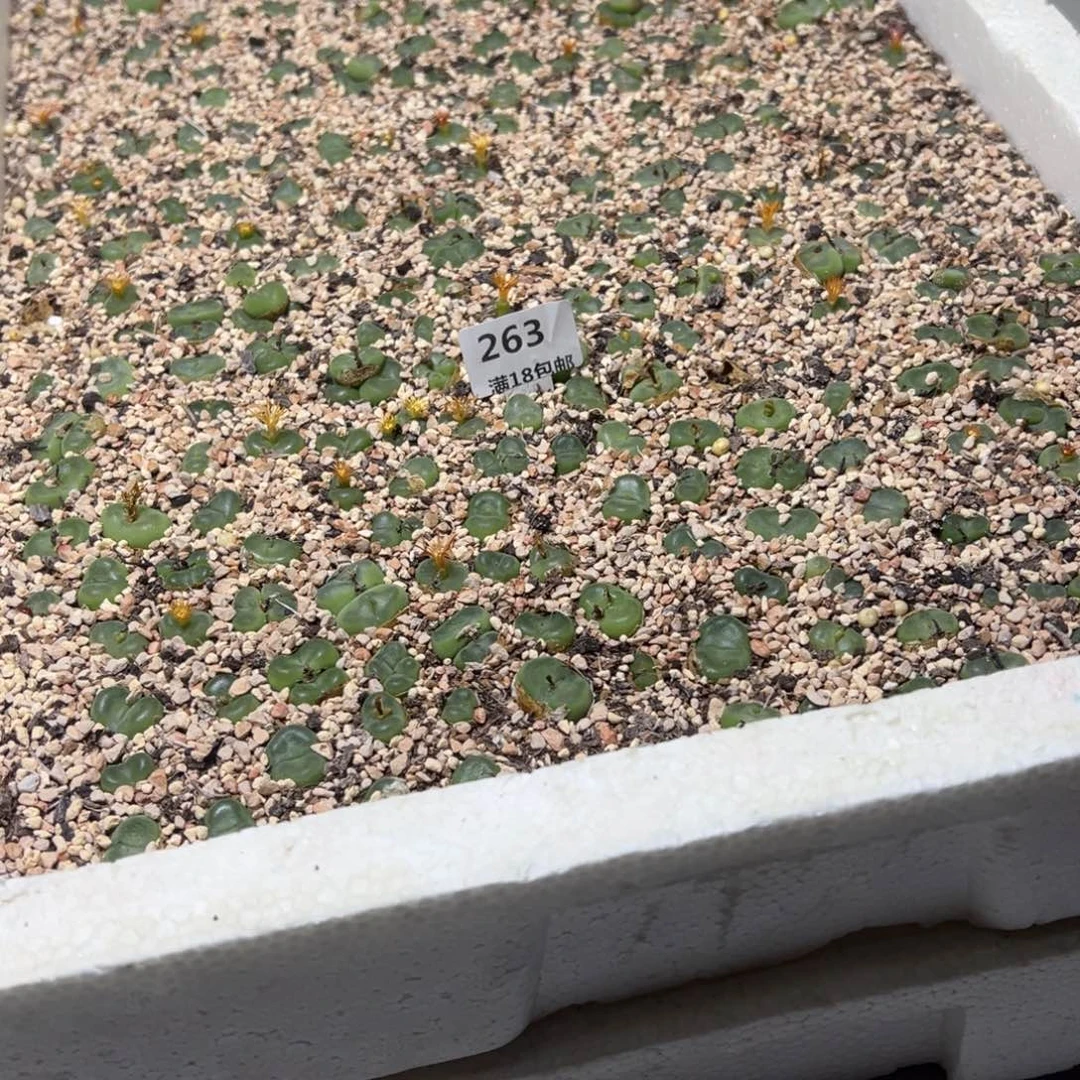 【闪购商品】猪**士263.  水晶鞋2筐