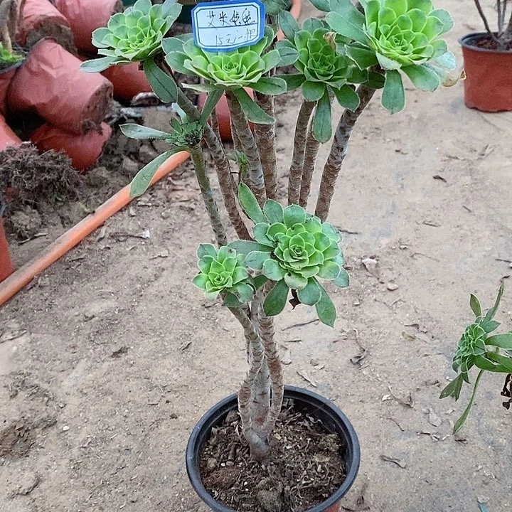 圆始绿老桩一棵15块钱艾米姥姥