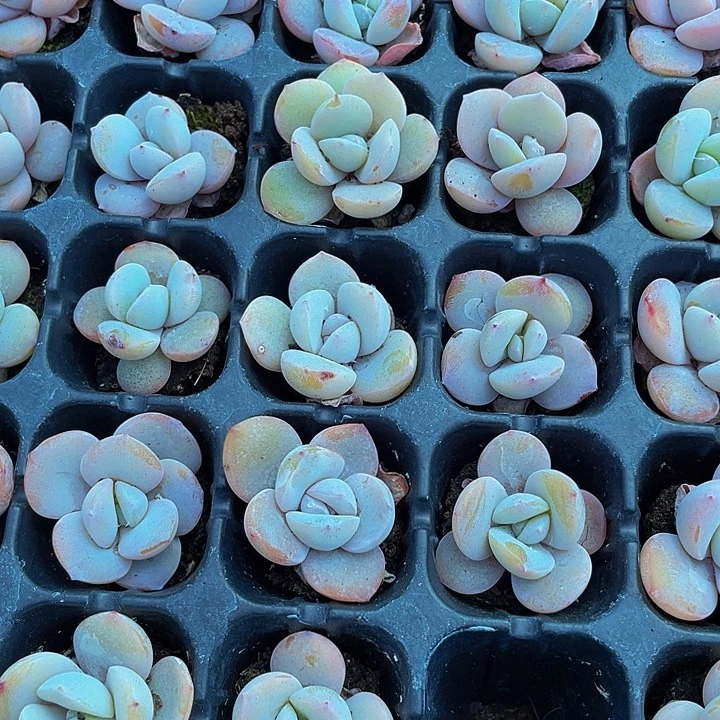 小奶茶1元带土发