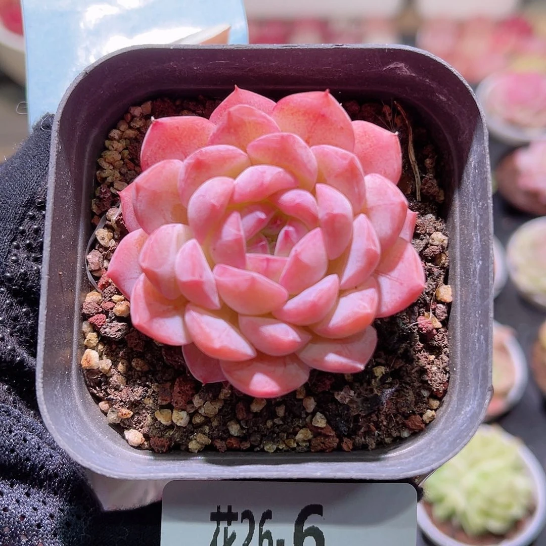 花利美26-6白桃汽水