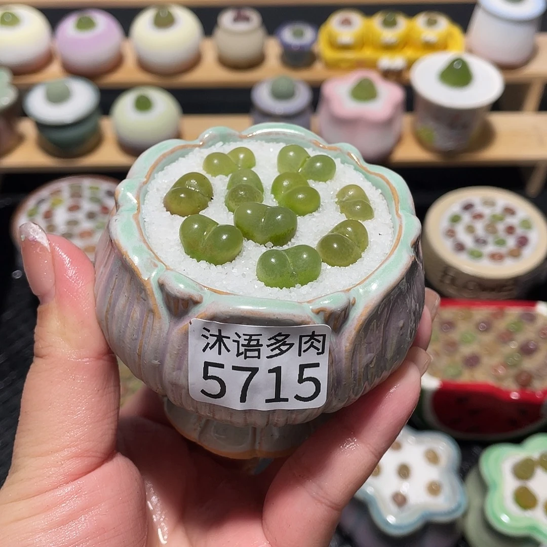带盆土植物 一物一拍5715