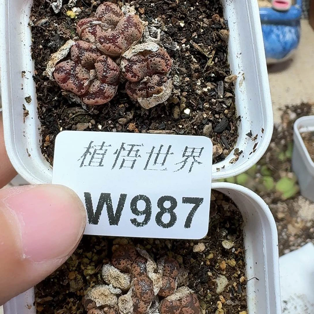 多肉植物的润泽额c