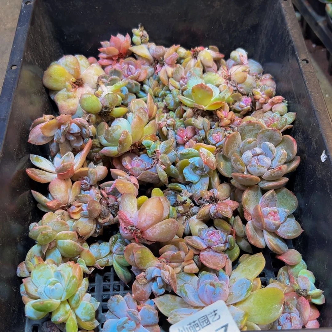 *****037:卡在车内就不知道