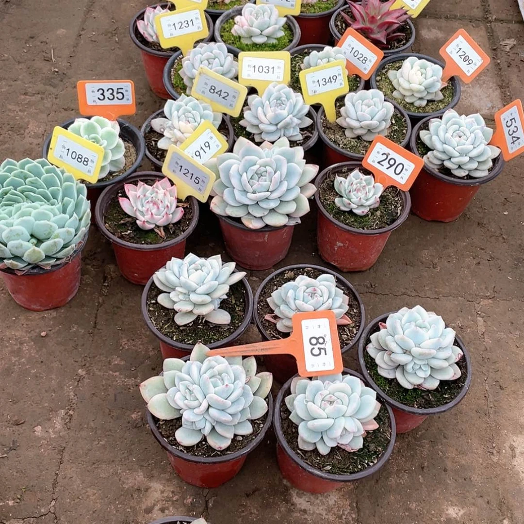 【闪购商品】小**澳1483号两颗一组