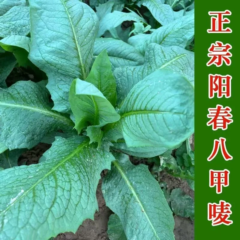 【全店任意满5包包邮】精选阳春八甲唛种子蔬菜