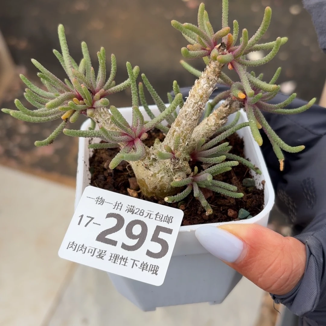 天赐无盆土发货无