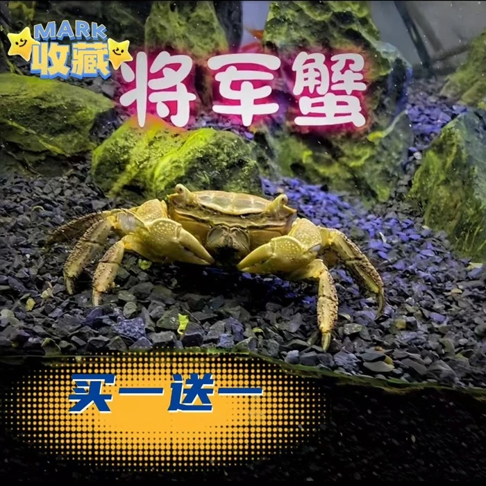将军蟹活体淡水观赏蟹迷你蟹宠物蟹观赏蟹淡水招潮蟹萌宠易养包邮