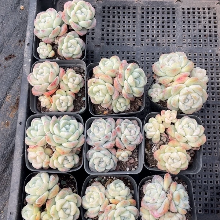 冰玉多肉七方盆一组10个