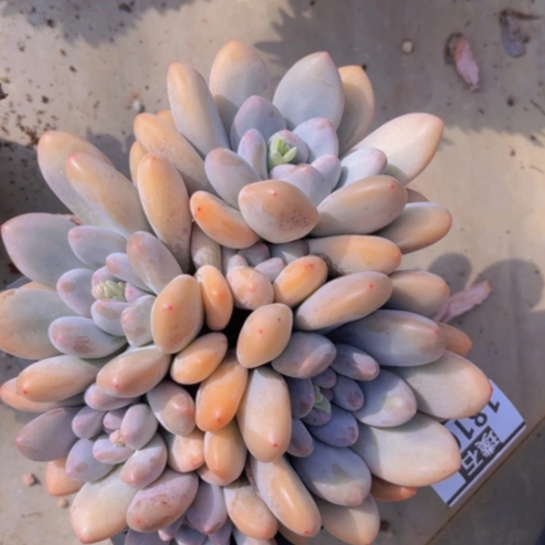 【闪购商品】香水18100
