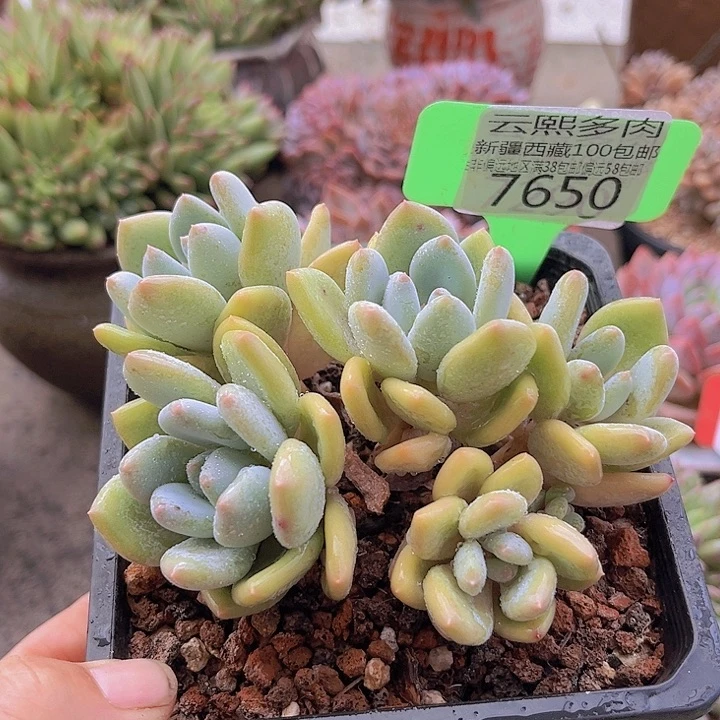 7650珍舞美人。