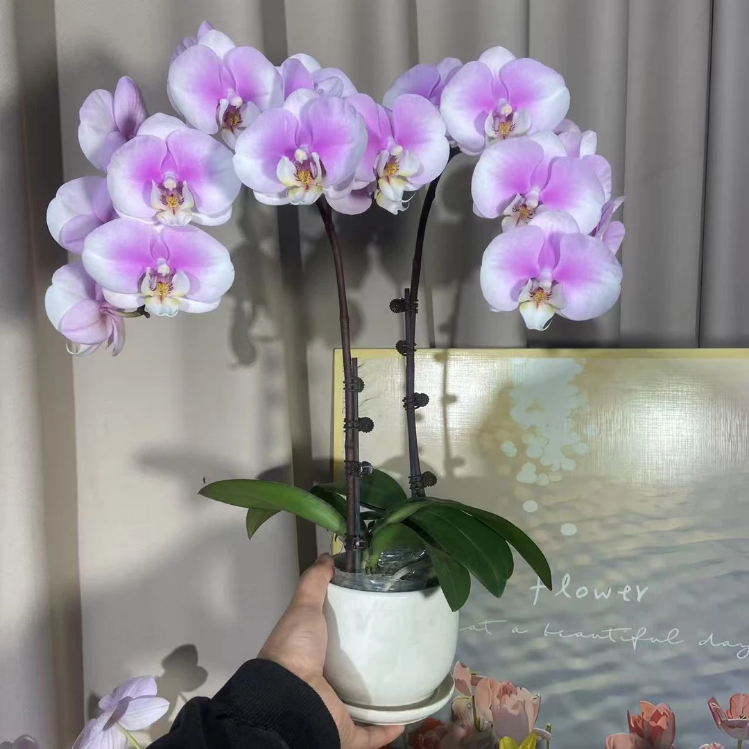 蝴蝶兰（黛安娜） 好养耐养带花带花苞 广州基地直发