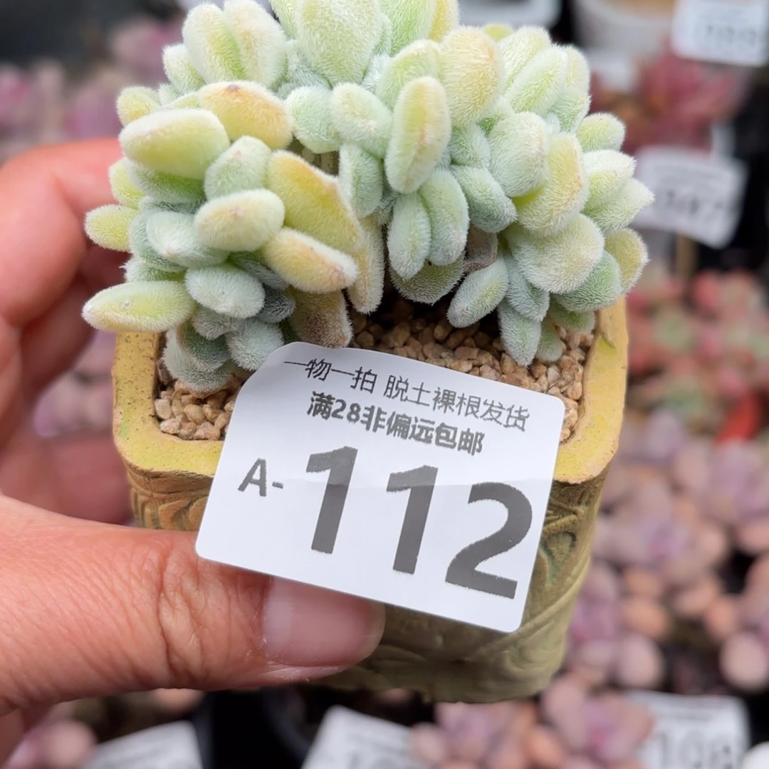 雪晃星多肉多肉多