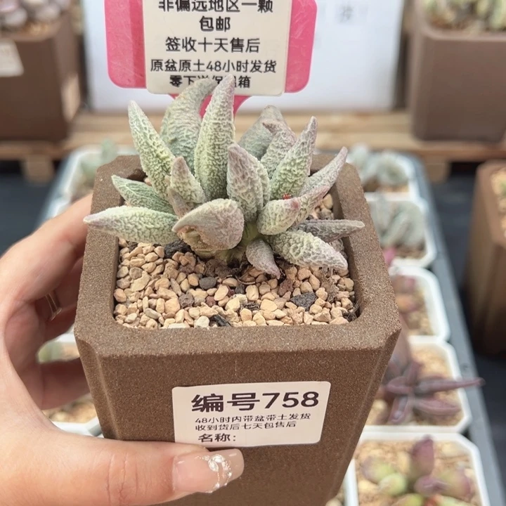 婷*了758融冰多肉植物