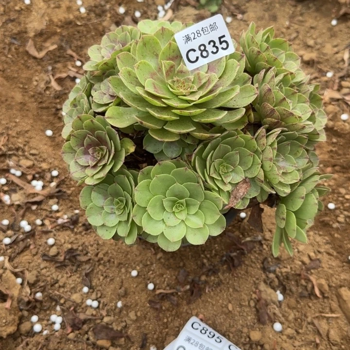 835 多肉植物不包断枝