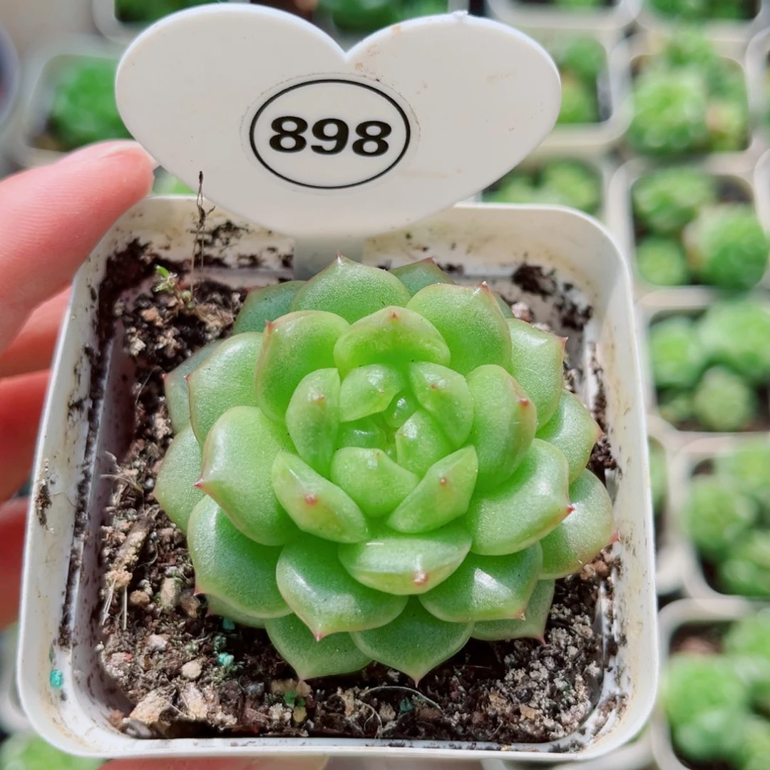 风靡园艺灯泡珍妮单头