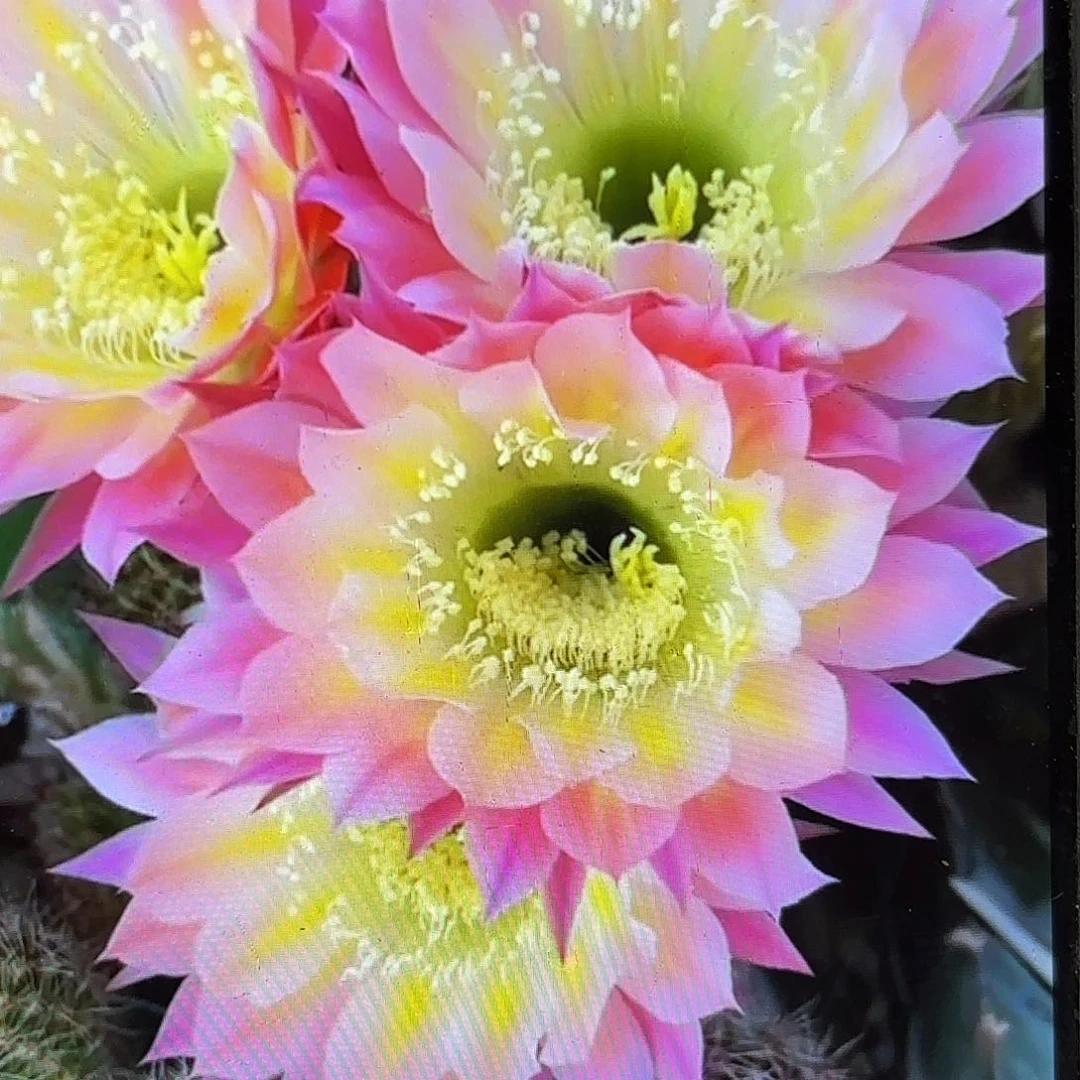 彩蝶彩侧牙20包邮仙人球19