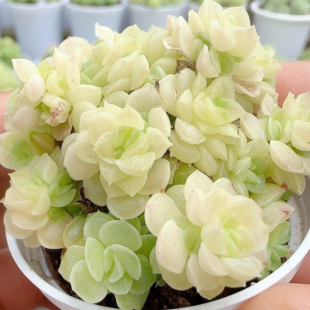 【闪购商品】0923-27花朵麦杆