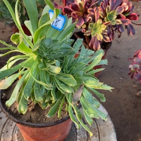 原始绿缀一物一拍，