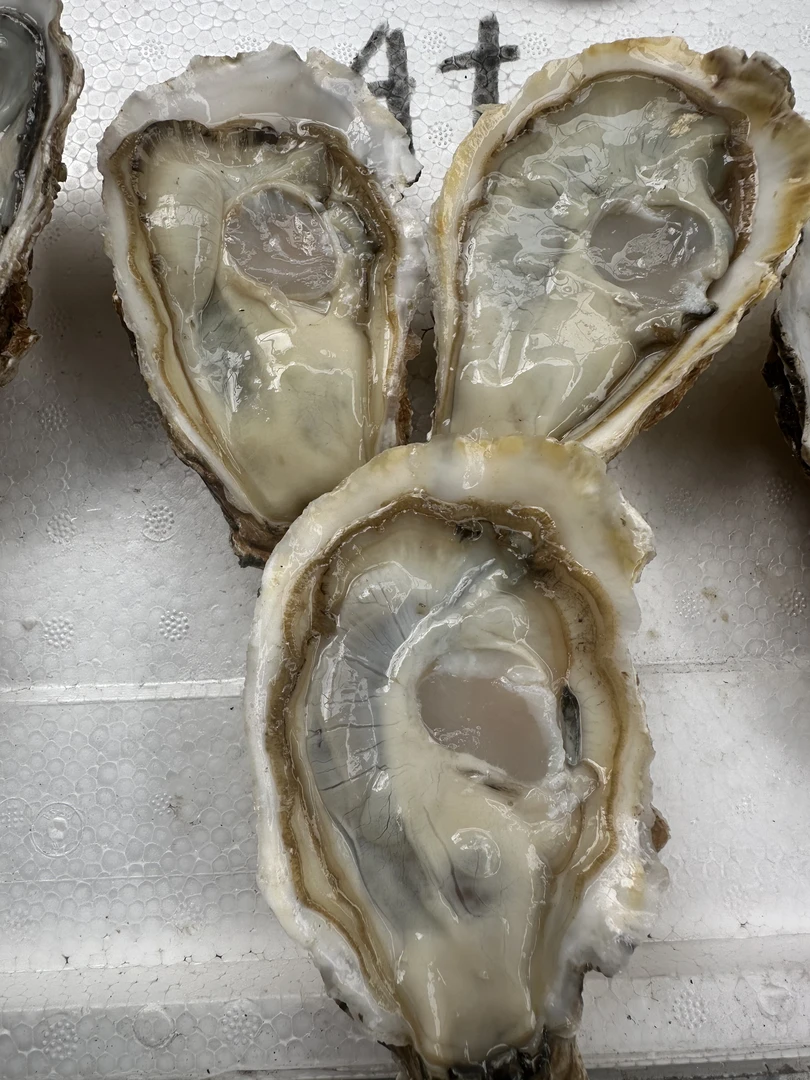 新鲜正宗乳山生蚝鲜活50斤可蒸煮烤海鲜水产海蛎子4+(只发川内)