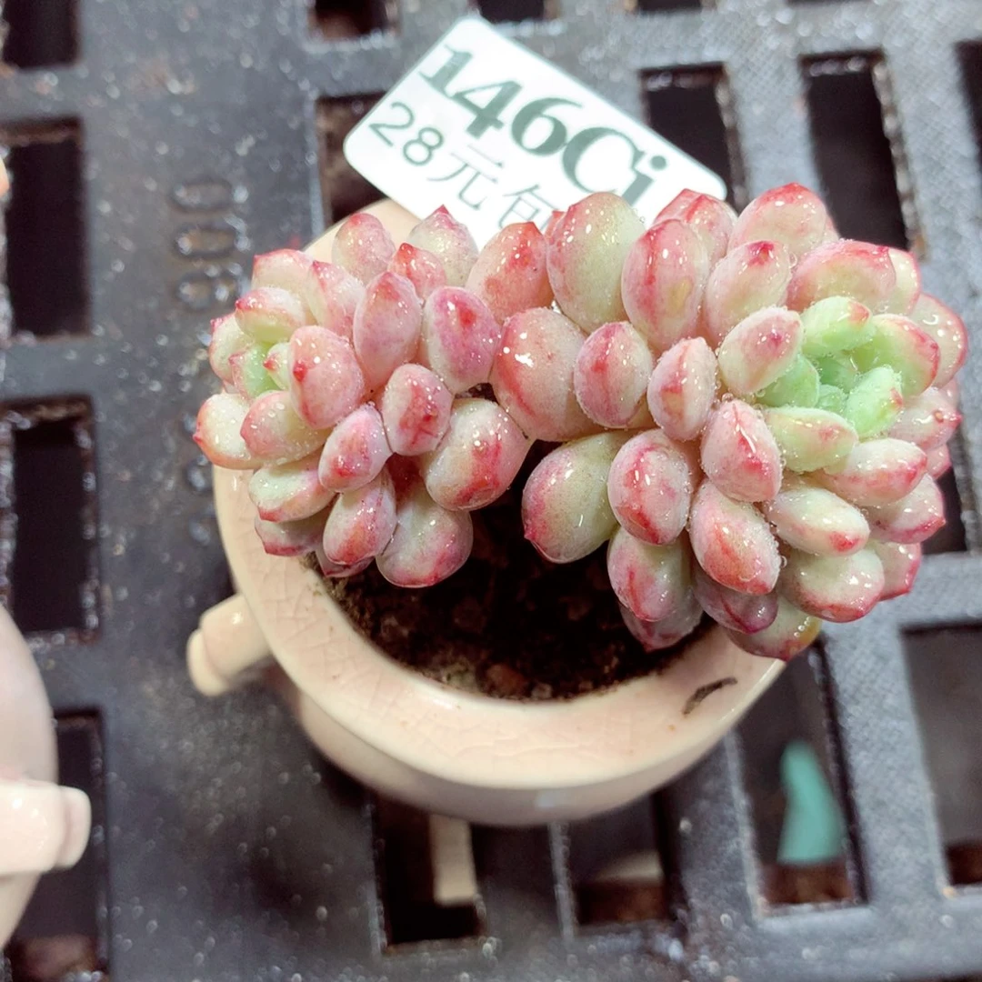 5厘米盆精控多肉146