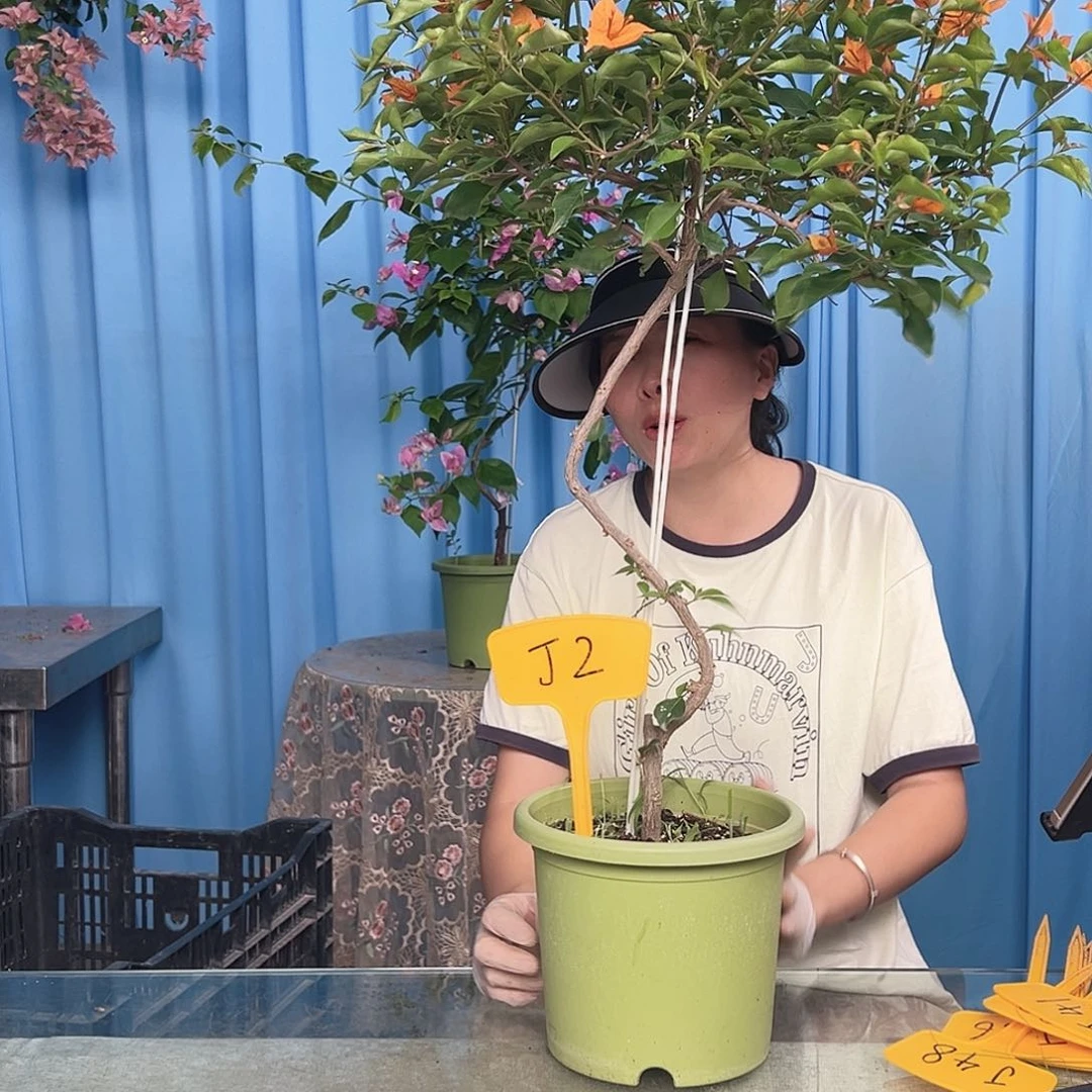 含***笑当前无花栽培后可以开花J2橙桑巴