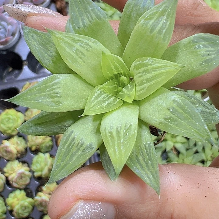 水晶寿2个19包邮多肉植物