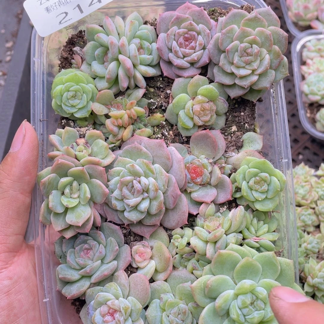 云糖心多肉植物214