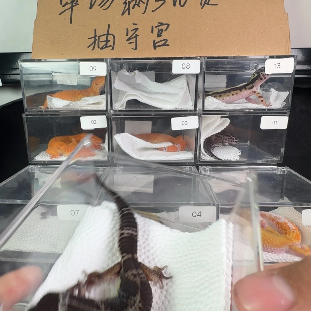 豹纹守宫黑夜妹妹